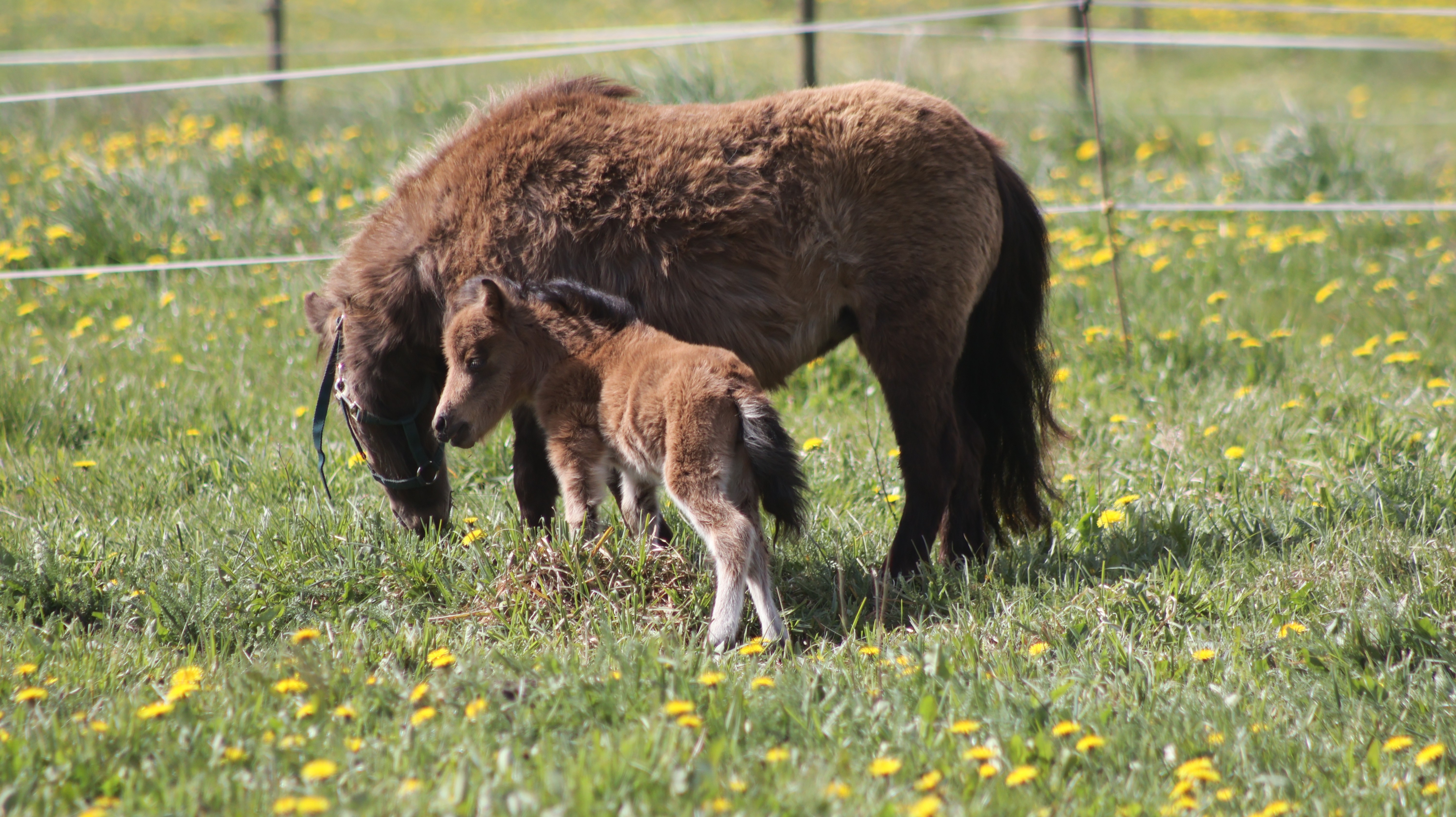 Tessa 12 maj 2026 1