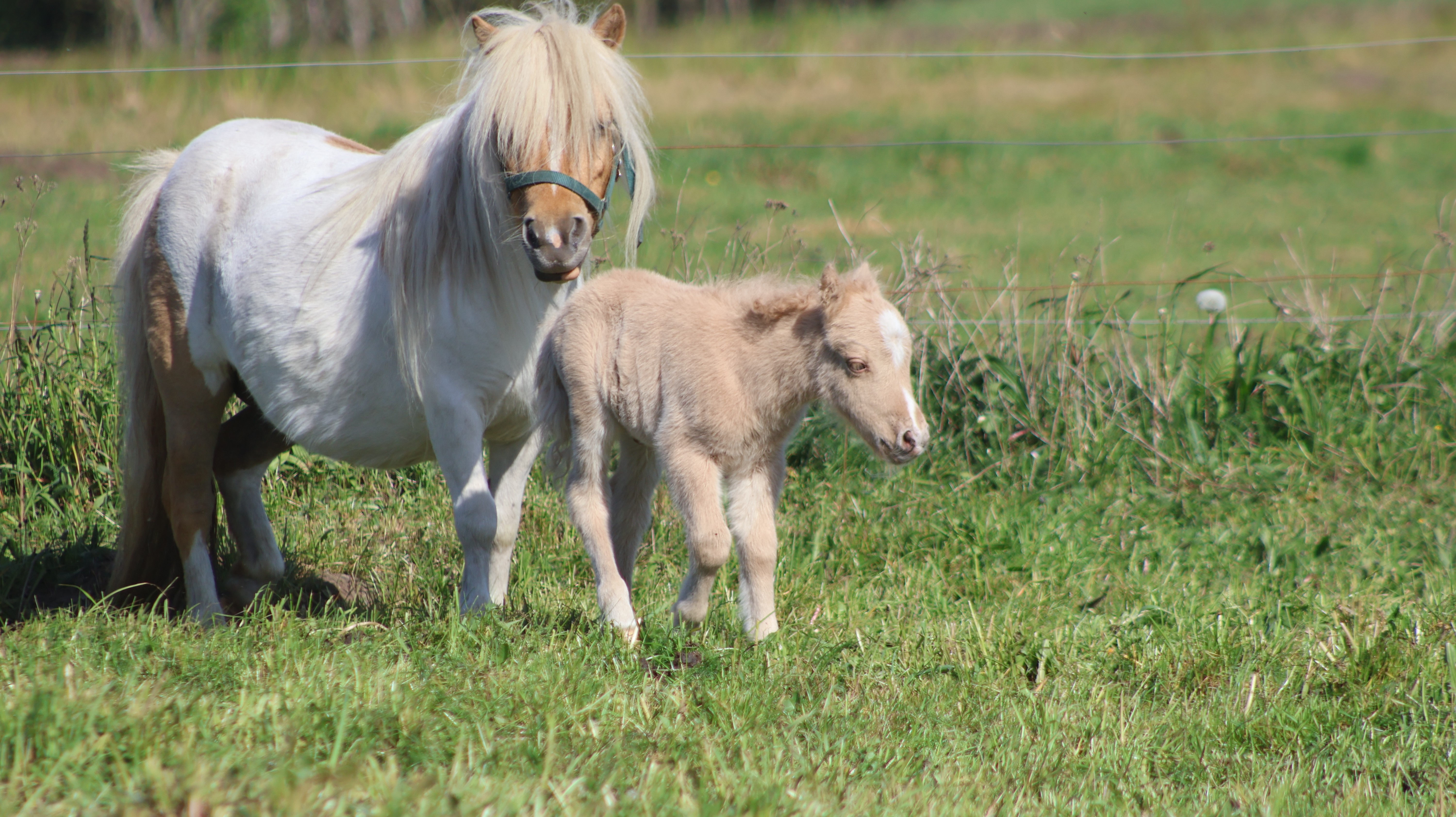 Trixie føl 16 maj 2025 3