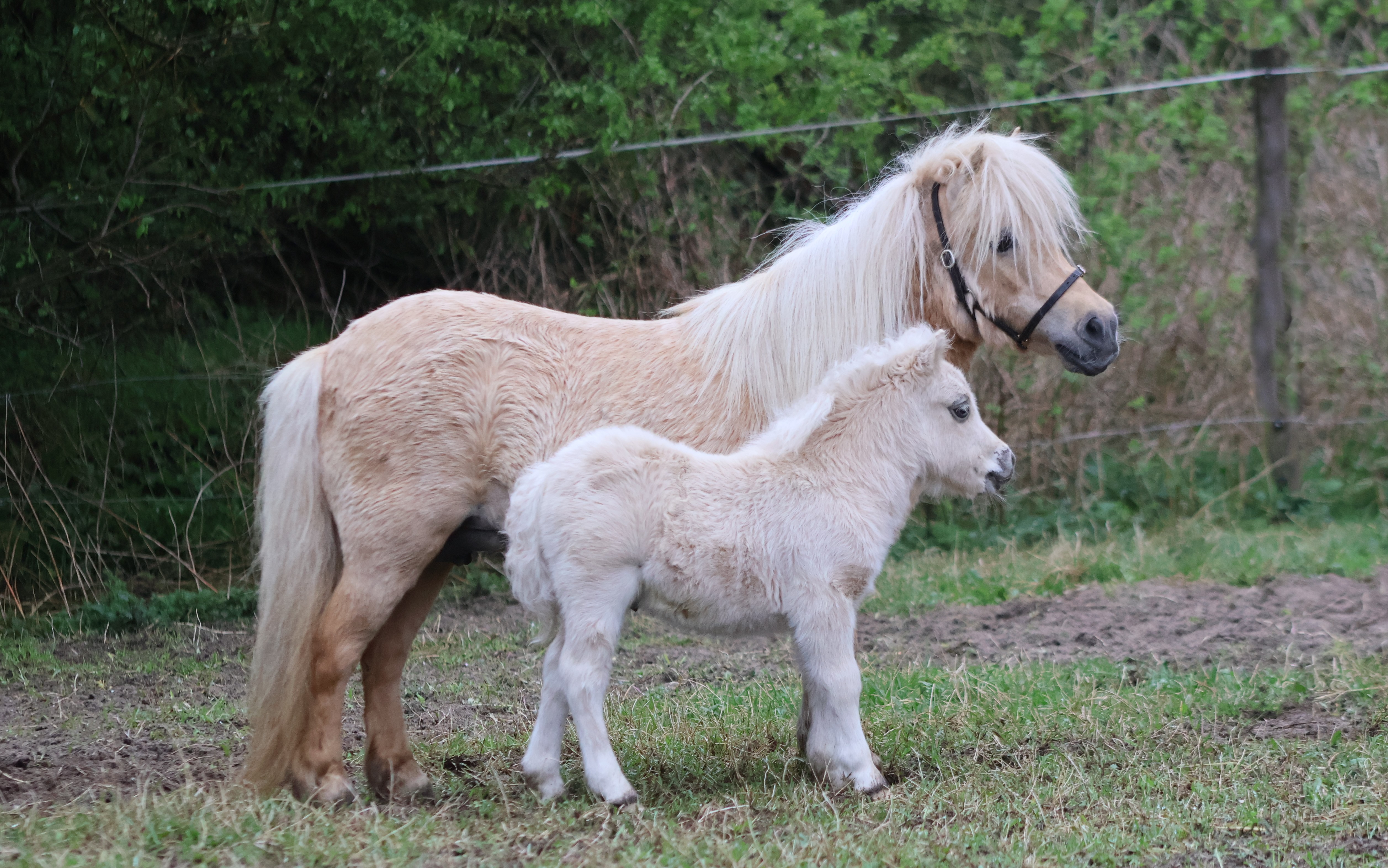 Turbo 20 april 2025 8