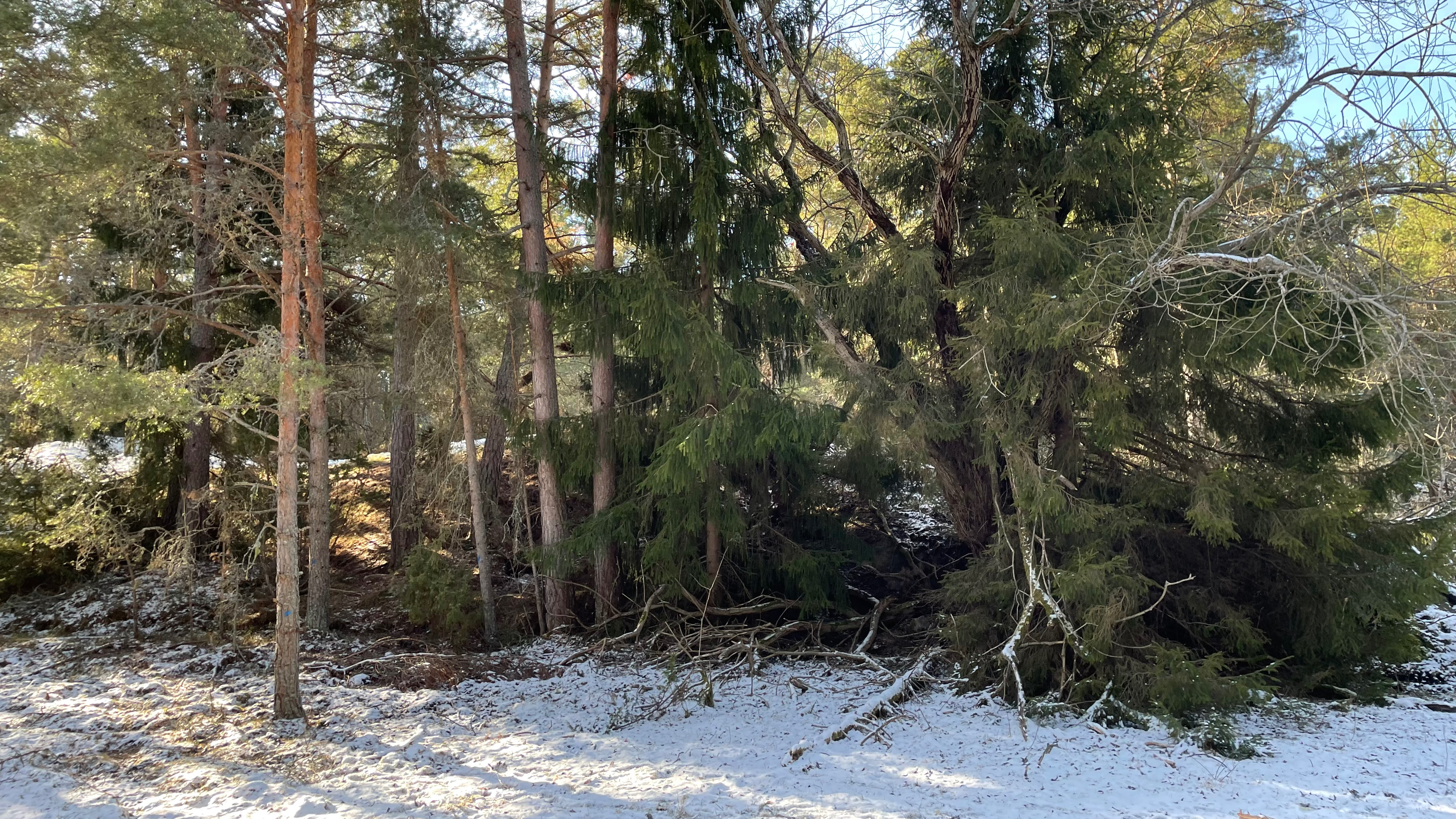 IMG_6247