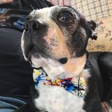 Adjustable Dog Bow Tie