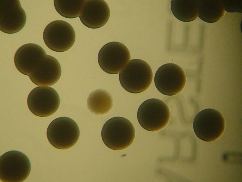 AB5075 Phase Variation 1