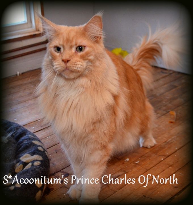 Mother- S*Acoonitum's Gascoyne Scarlett Father (N)Hunstadmoen's Marvin Malmstad