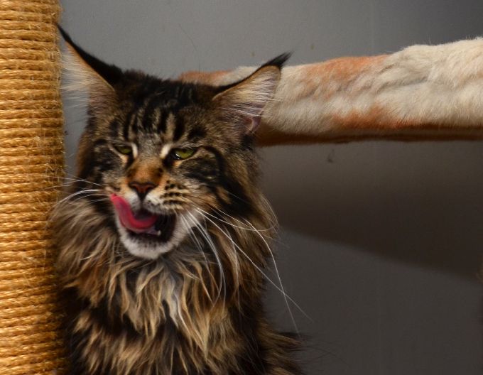 Hellllloooooo...what are you doing...photo without me?.....// Wilms