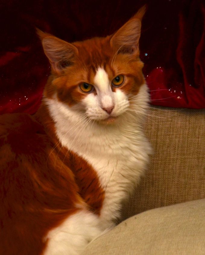Thoose eye ...who just look into my soul, she is a cat with a human soul she is so much <3 pics 2020-12-02