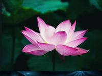 bioresonance meridian therapy