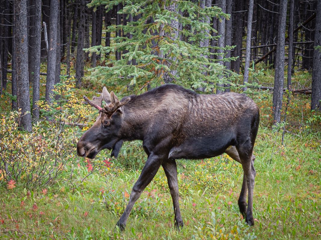 Canada website-4001