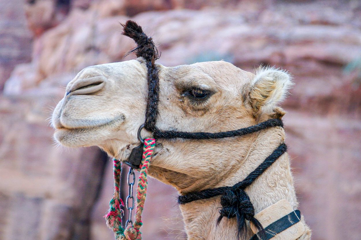 Jordanie-0274