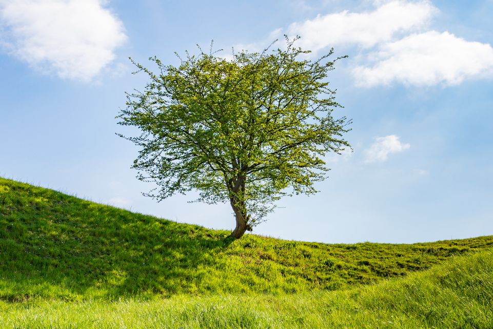 Landschap website-9736
