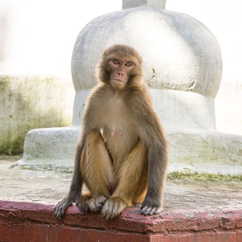 Nepal website-8257