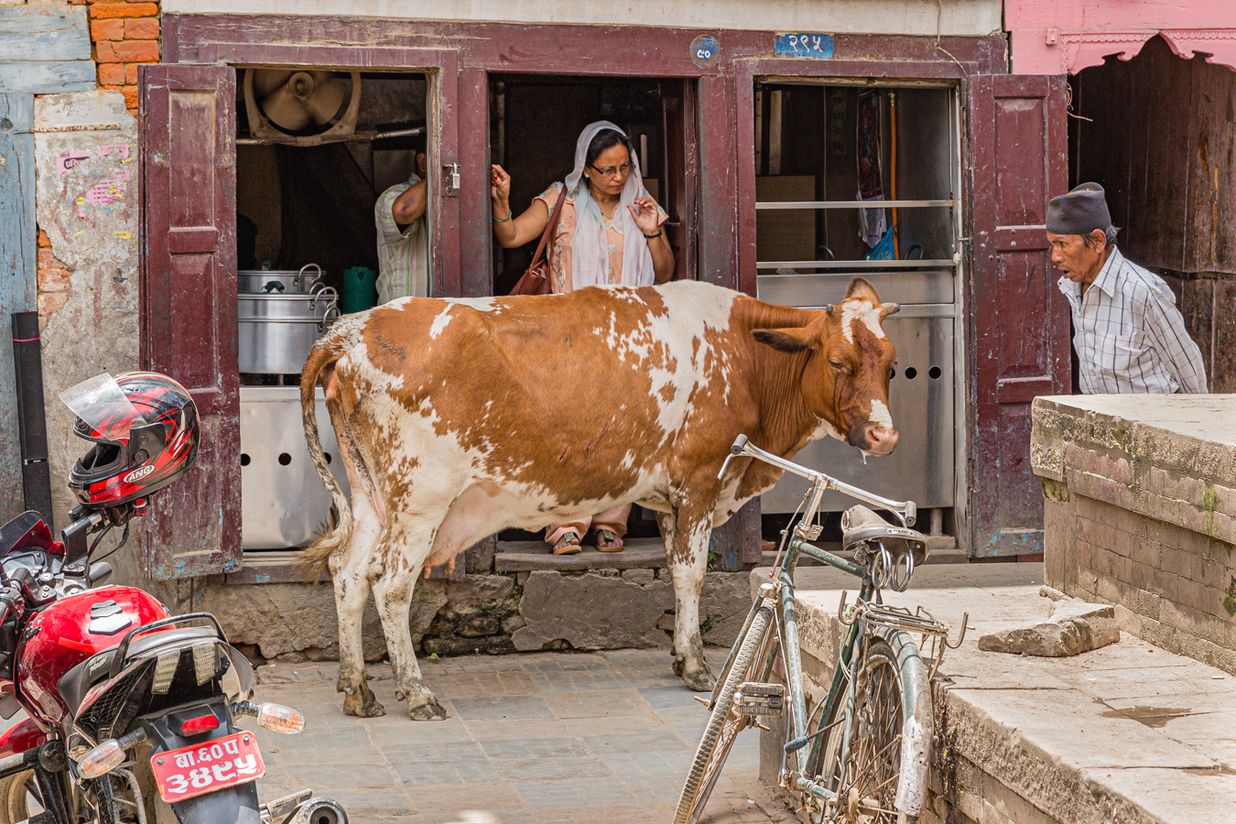 Nepal website-8335