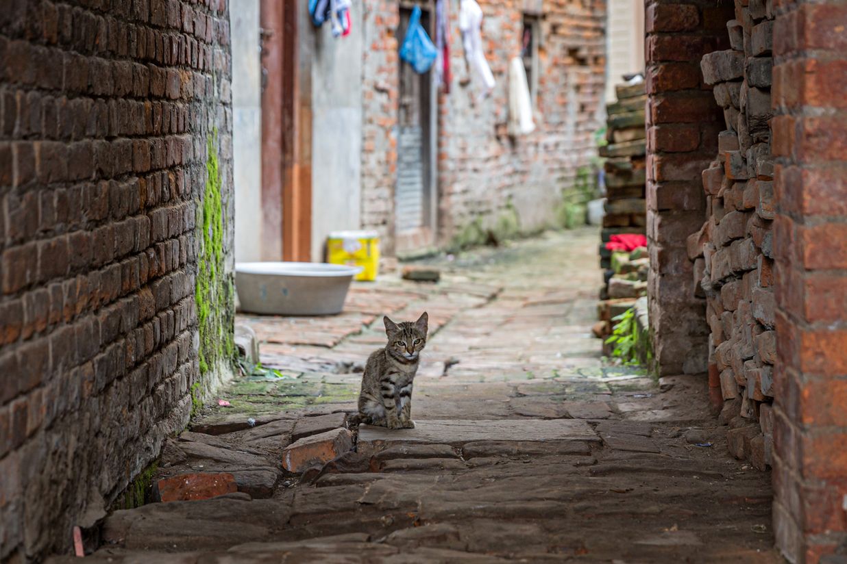 Nepal website-8502