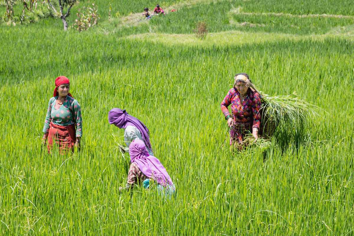 Nepal website-8549