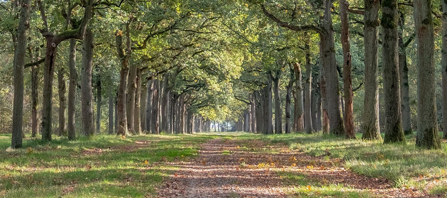 Wernhout website 6683-