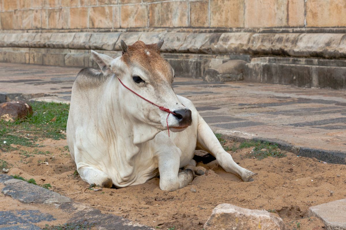 Zuid India website-1296