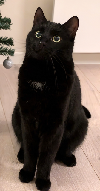 Charlie, huskatt korthår