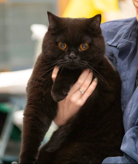 Råtøffe Felix av Ramsdal, burmeser