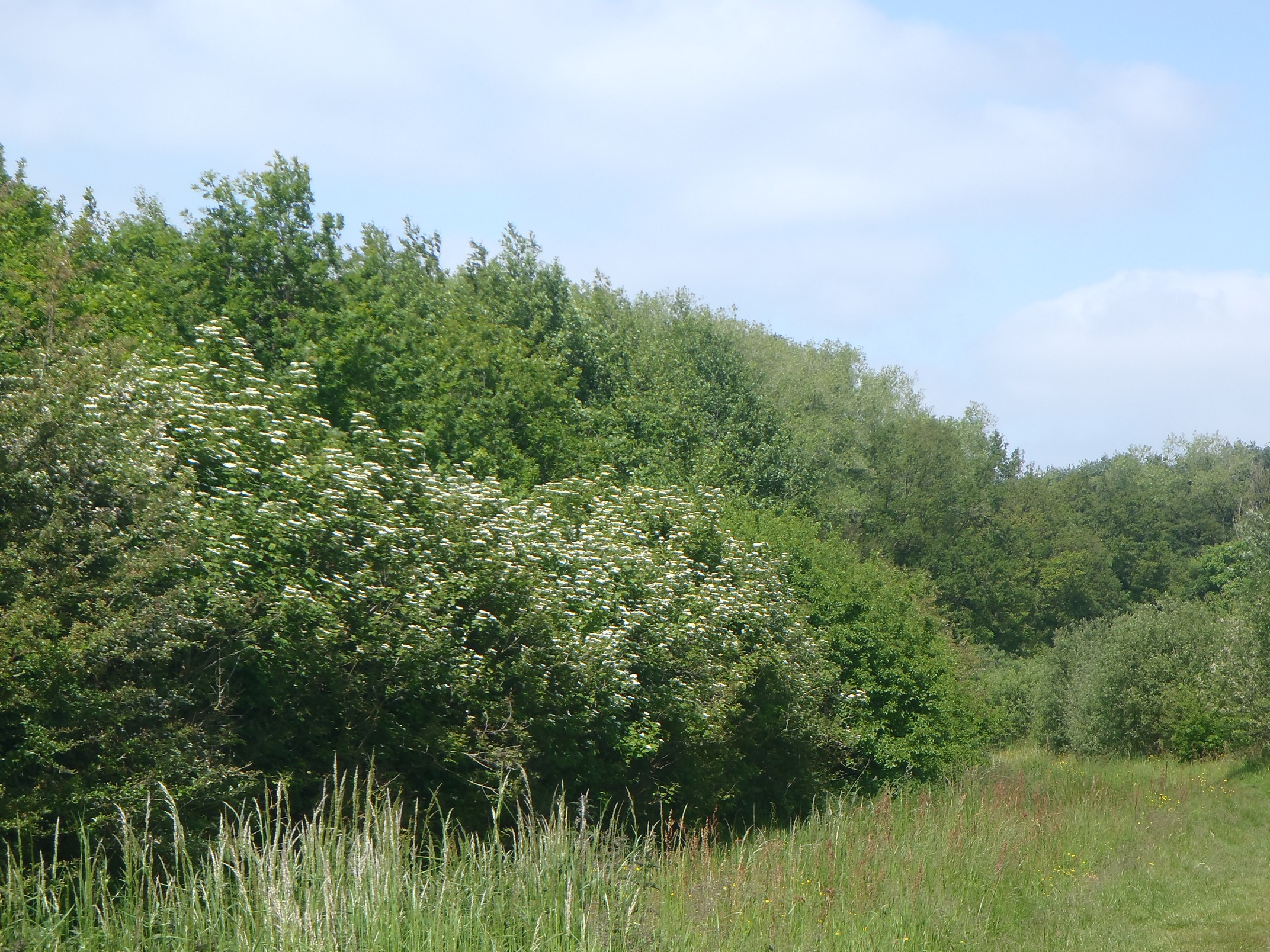 30-05-2023 - Assebroek (5)