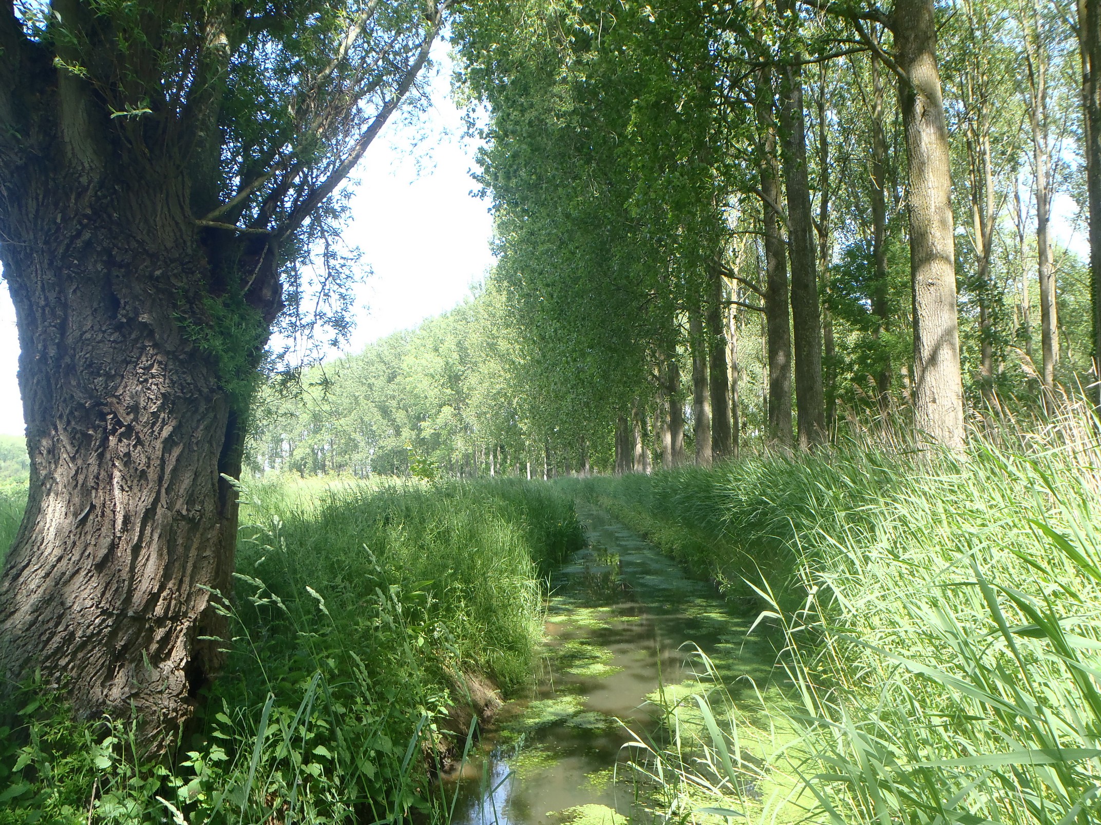 30-05-2023 - Assebroek (6)