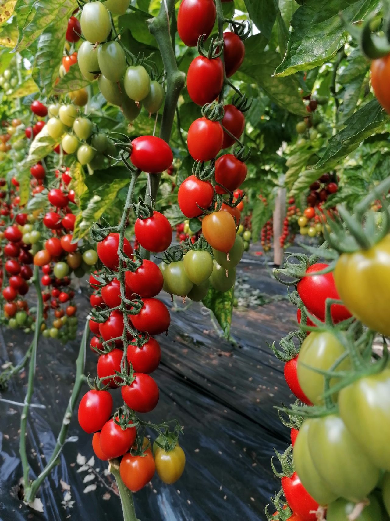 pomodorino