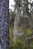Dovra sjöar4 (4)