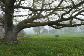 Ek vid Lurö kyrkoruin1
