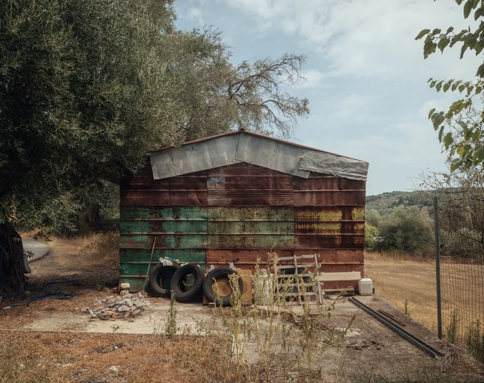 olive groves_1
