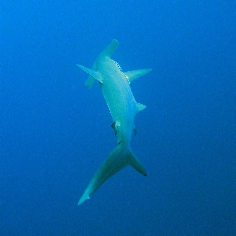AWARE Shark Conservation