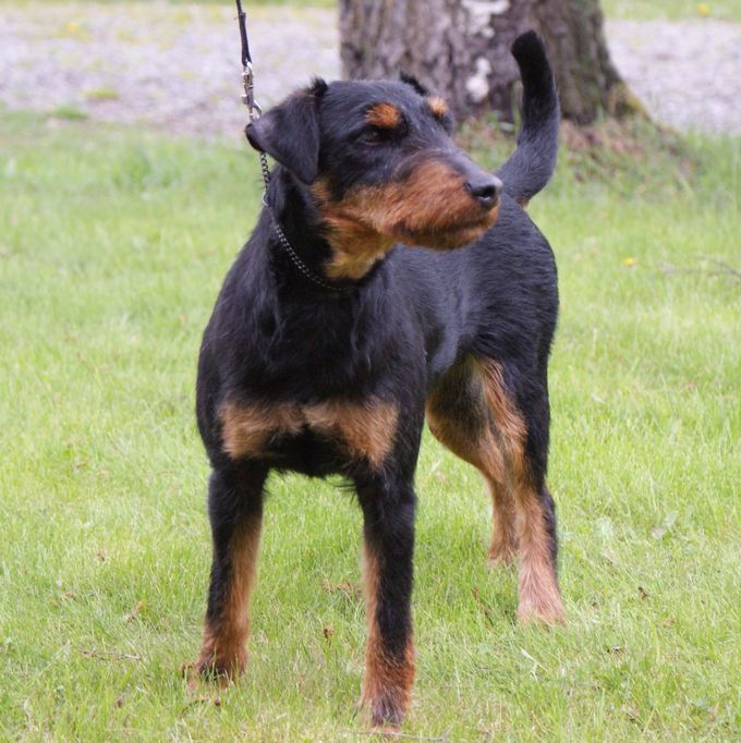 Greta