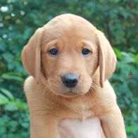 Aktivivas Brandor av Steffo