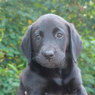 Aktivivas Daffodil af Steffo