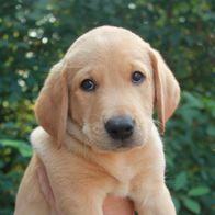 Aktivivas Lalezar af Steffo