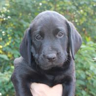 Aktivivas Narcilo af Steffo