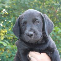 Aktivivas Narcisse af Steffo