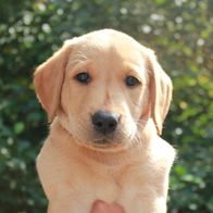 Aktivivas Tulivie af Steffo