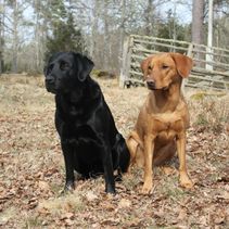Steffo och Eazy kvadrat 2