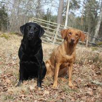 Steffo och Eazy kvadrat 5