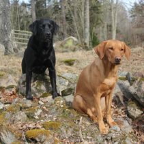 Steffo och Eazy på stenmuren
