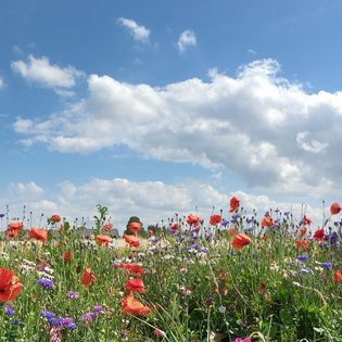 Qi Gong under åben himmel