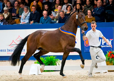 Blue Hors Monte Carlo