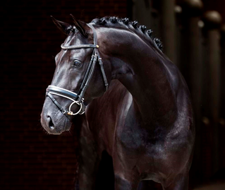 Blue Hors Kingston
