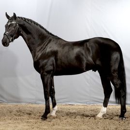 Dark Knight DVH 1025