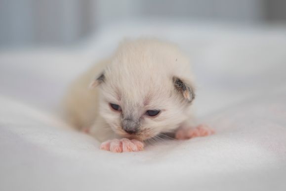 2022 02 06 - Ginger 0001
