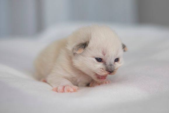 2022 02 06 - Ginger 0002