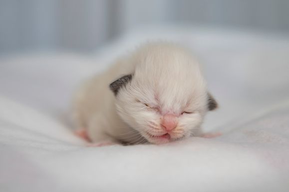 2022 02 06 - Greta 0001