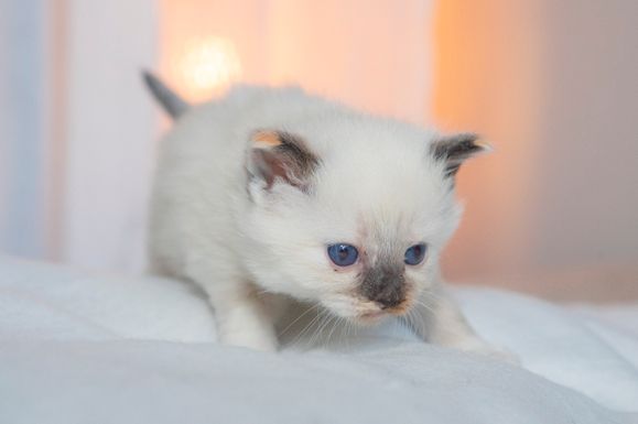 2022 02 19 - Ginger 0001