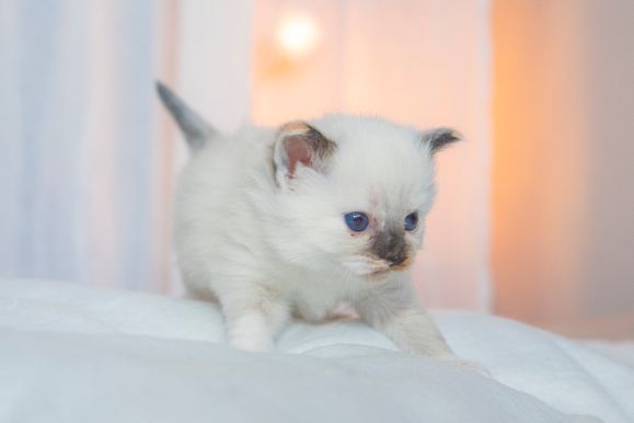 2022 02 19 - Ginger 0003