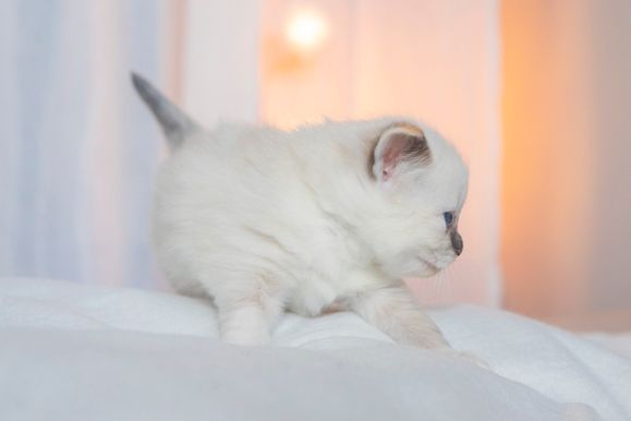2022 02 19 - Ginger 0004
