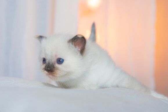 2022 02 19 - Ginger 0006