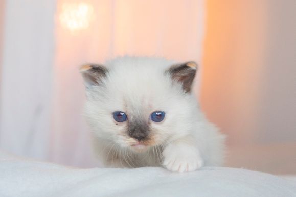 2022 02 19 - Ginger 0008